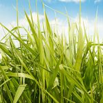 Urochloa Brizantha CV. Marandu - VC 80% - bolsa de 4 kilos