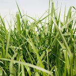 Brizantha CV Piata. VC 75% - Bolsa 5 Kg.