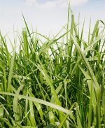 Brizantha CV Piata. VC 75% - Bolsa 5 Kg.