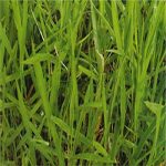 BRIZANTHA cv Mg4 Libertad