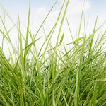 Urochloa Humidicola CV. Llanero -  5 Kg.- Bolsa