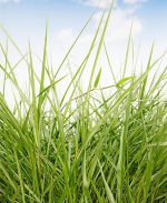 Urochloa Humidicola CV. Llanero -  5 Kg.- Bolsa