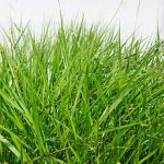 HUMIDICOLA CV Humidicola VC 60% - 5Kg.