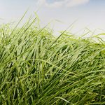 Megathyrsus maximus C.V. Massai - 3 Kg.