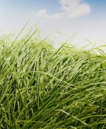 Megathyrsus maximus C.V. Massai - 3 Kg.