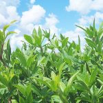 STYLOSANTES cv Campo Grande - Bolsa de 5 Kg.