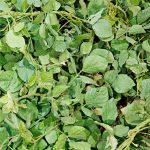 Calopogonio (calopogonium mucunoides)