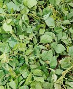 Calopogonio (calopogonium mucunoides)