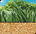 BRS Tamani (Panicum) Bolsa de 5 Kilos