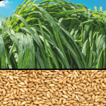 BRS Tamani (Panicum) Bolsa de 5 Kilos