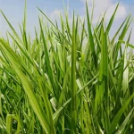 Urochloa Decumbens CV. Basilik -  4 Kg.- Bolsa