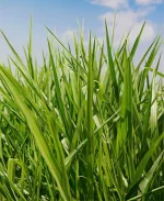 Urochloa Decumbens CV. Basilik -  4 Kg.- Bolsa