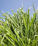 Megathyrsus Maximus CV. Mombasa - Bolsa 4 Kg.