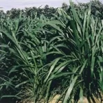 Megathyrsus Maximus CV. Mombasa - Bolsa 4 Kg. - Imagen 3