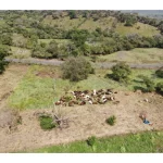 Urochloa Decumbens CV. Basilik -  4 Kg.- Bolsa - Imagen 2