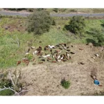 Urochloa Decumbens CV. Basilik -  4 Kg.- Bolsa - Imagen 3