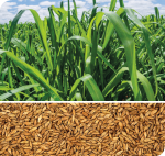 Semilla Zuri - Panicum Maximum - Bolsa de 5 Kg.