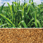 Semilla Zuri - Panicum Maximum - Bolsa de 5 Kg.