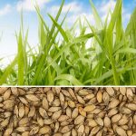 Urochloa Ruziziensis CV. Ruziziensis -  5 Kg. 