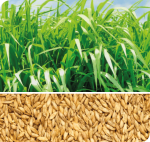 Panicum Maximum QUENIA o Kenya 5 Kg. VC 72%