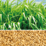 Panicum Maximum QUENIA o Kenya 5 Kg. VC 72%