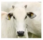 Arete electrónico (Chip) EID, M27/F4ZR FDX-B, amarillo. Tru-Test - Imagen 3