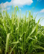 Brizantha cv Toledo - Xaraes - Bolsa de 4 kilos