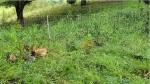 Malla eléctrica para gallinas.  Alto: 150 cm. Largo 50 m. - Imagen 6