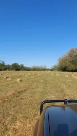 Paca (Heno) de pasto Alicia. Cynodon - Imagen 4