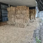 Paca (Heno) de pasto Alicia. Cynodon