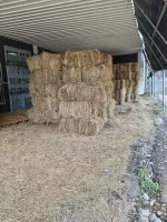 Paca (Heno) de pasto Alicia. Cynodon