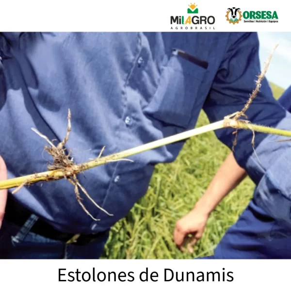 Dunamis 10 kilos - Imagen 2