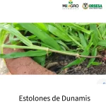 Dunamis 10 kilos - Imagen 3